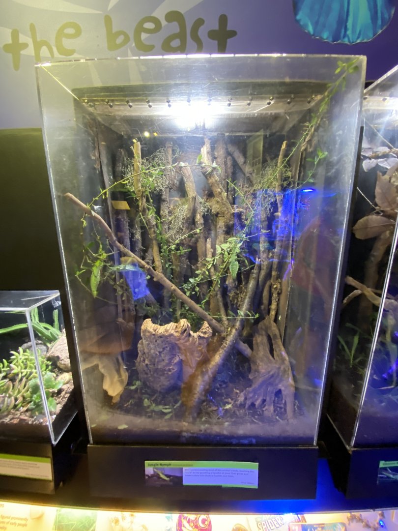 Oct. 2021 - Insectarium - Jungle Nymph Exhibit