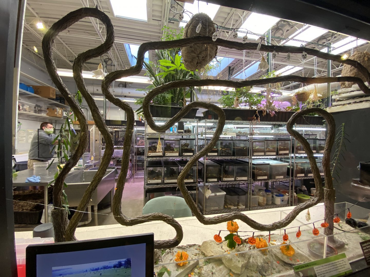 Oct. 2021 - Insectarium - Leaf-cutter Ant Exhibit