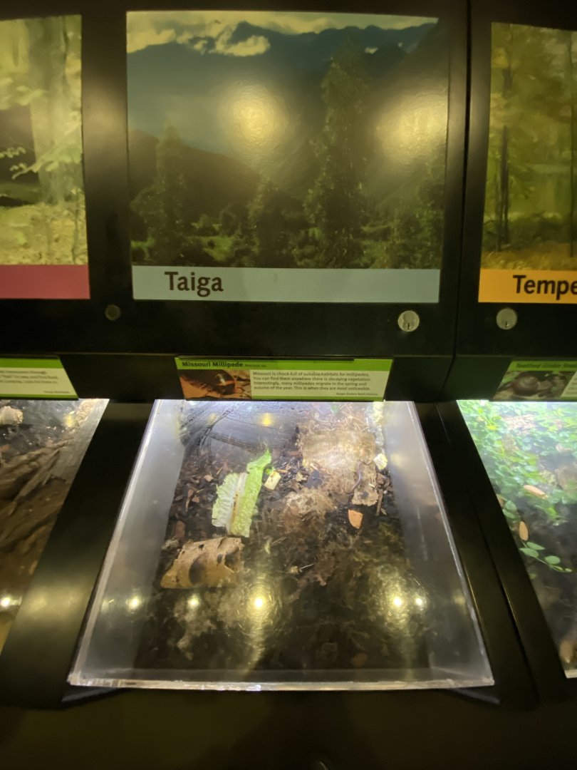Oct. 2021 - Insectarium - Missouri Millipede Exhibit