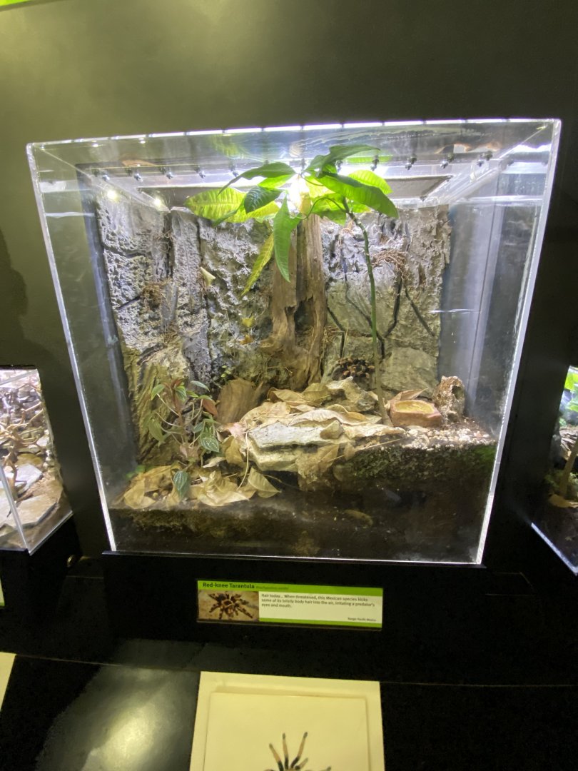 Oct. 2021 - Insectarium - Red-knee Tarantula Exhibit