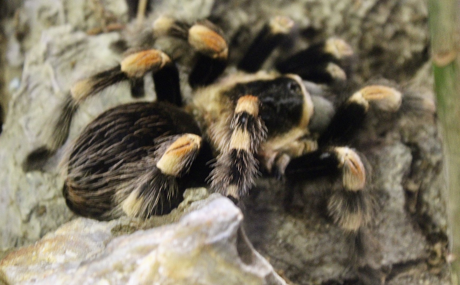 Oct. 2021 - Insectarium - Red-knee Tarantula