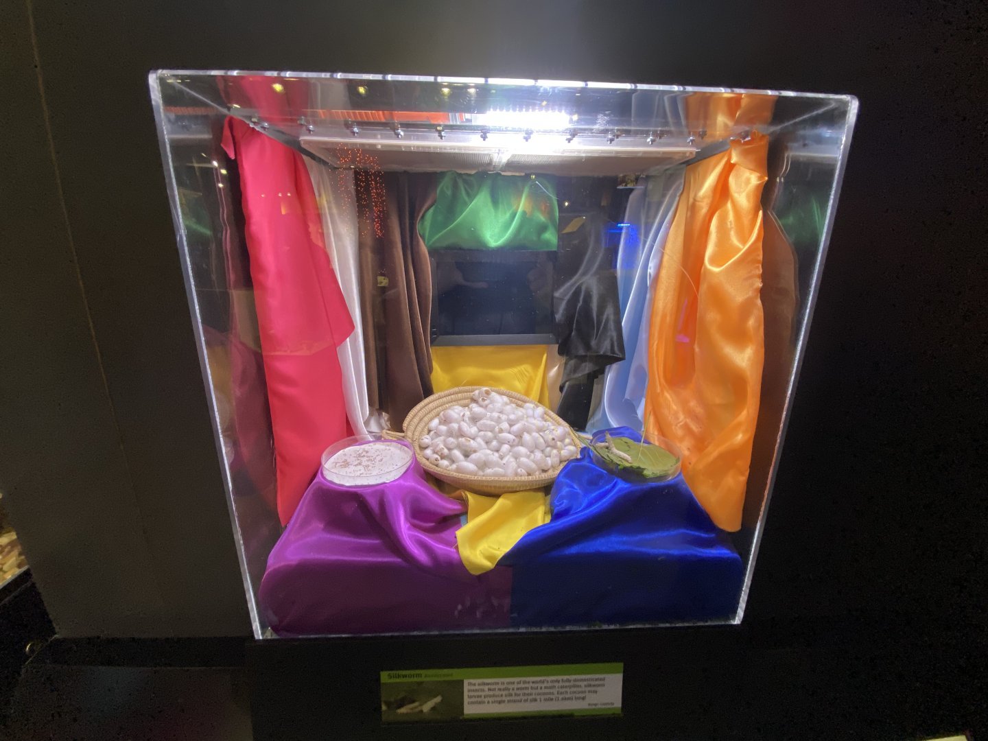 Oct. 2021 - Insectarium - Silkworm Exhibit