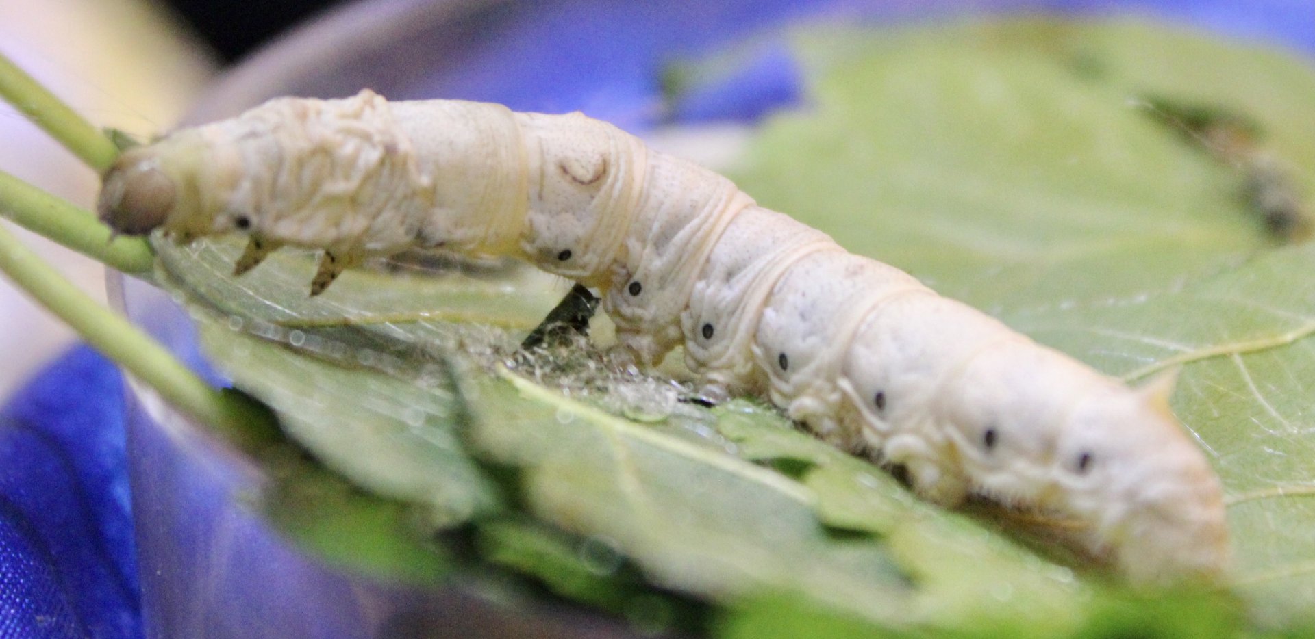 Oct. 2021 - Insectarium - Silkworm