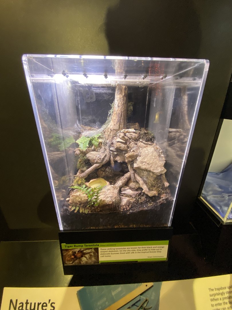 Oct. 2021 - Insectarium - Tiger Rump Tarantula Exhibit