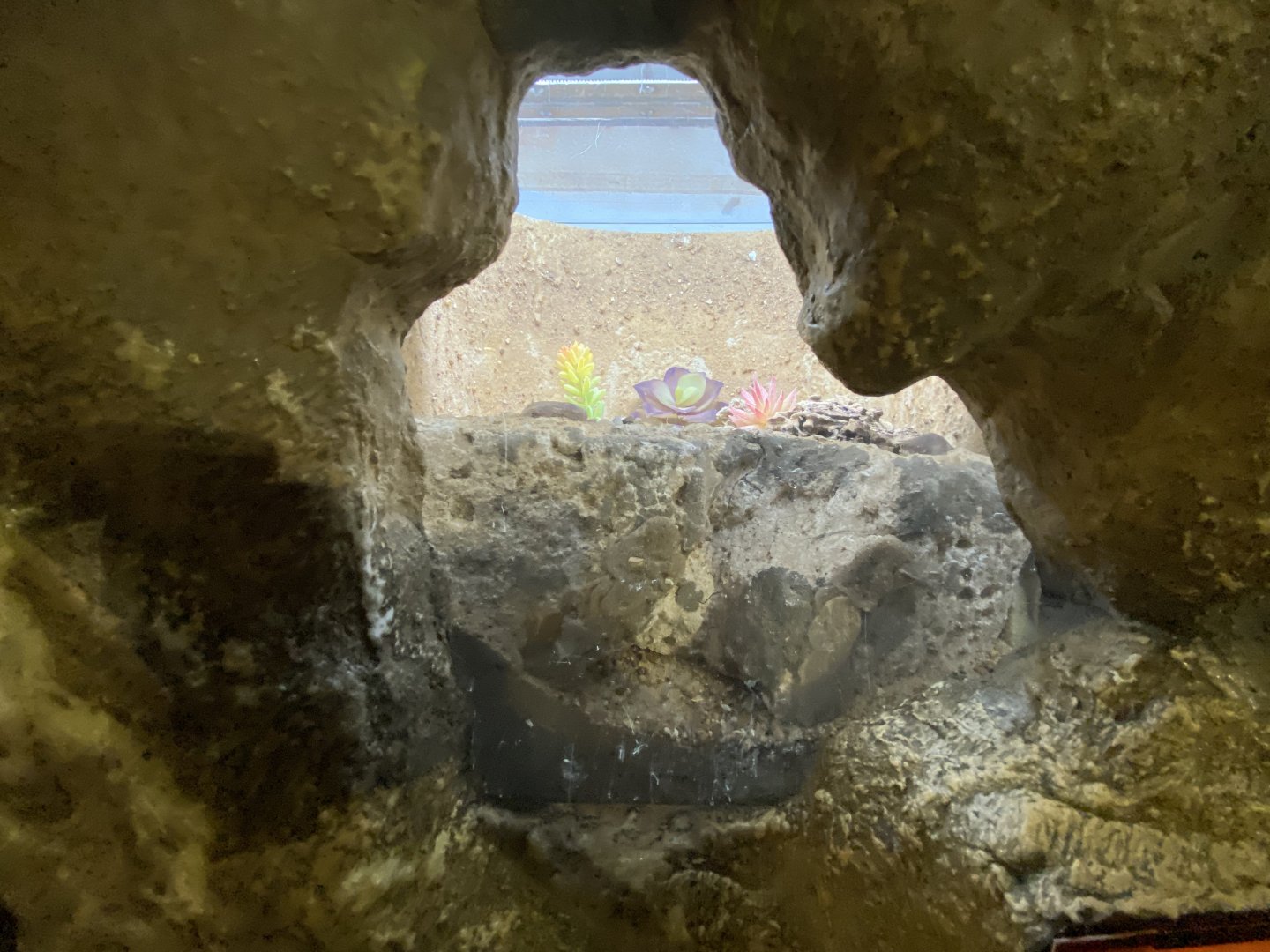 Oct. 2021 - Insectarium - Whip Scorpion Exhibit