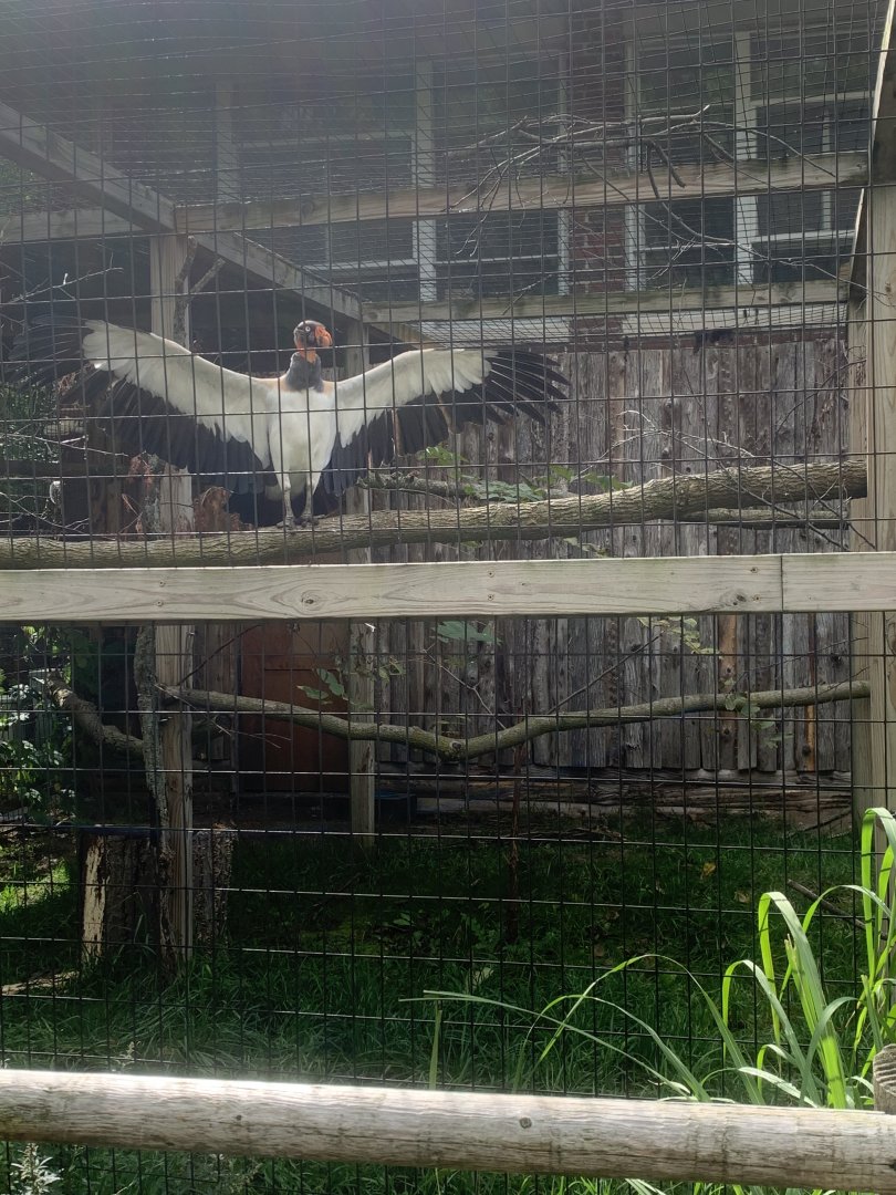 Oct. 2021- King vulture