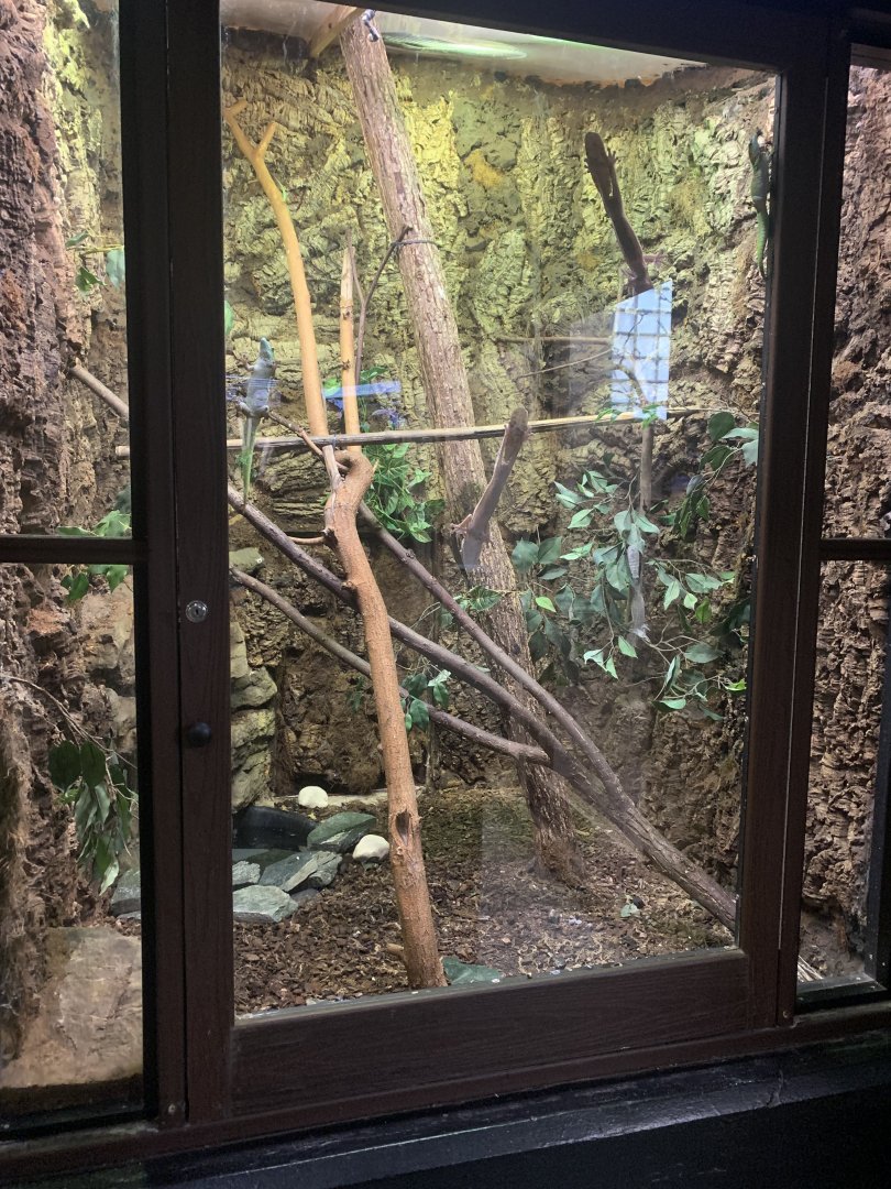 Oct. 2021- Madagascar giant day gecko and Henkel’s leaf-tailed gecko exhibit