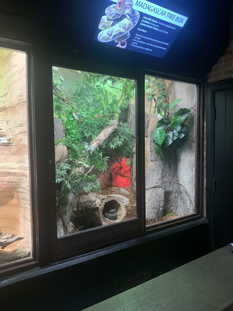 Oct. 2021- Madagascar tree boa exhibit