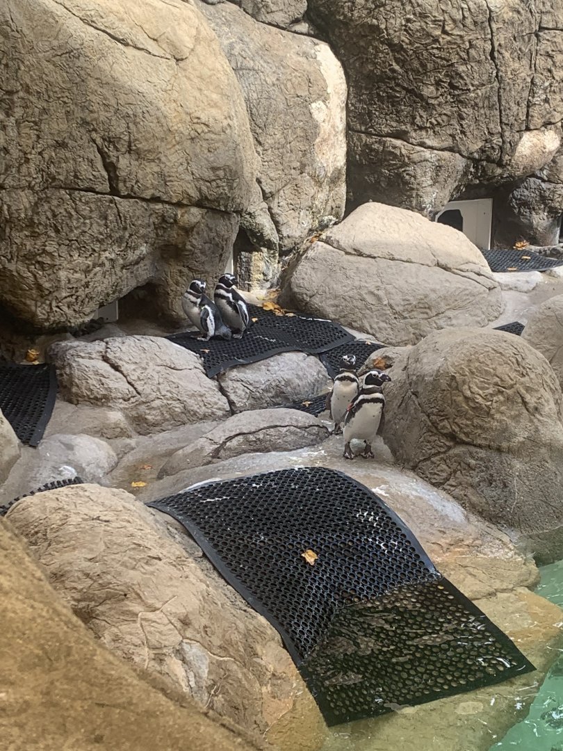 Oct. 2021- Magellanic penguins