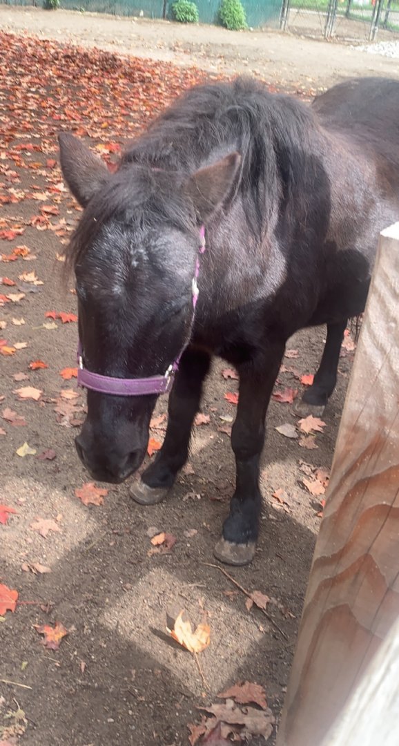 Oct. 2021- Miniature horse