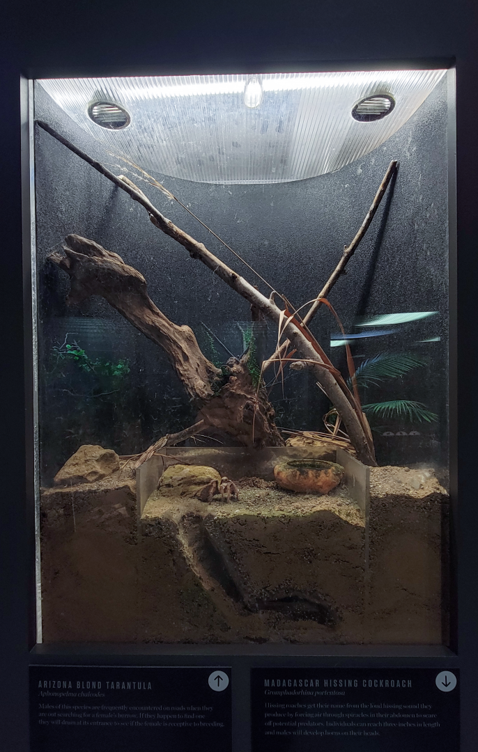 Oct. 2021 - Museum of Science - Arthropods - Arizona Blonde Tarantula Exhibit