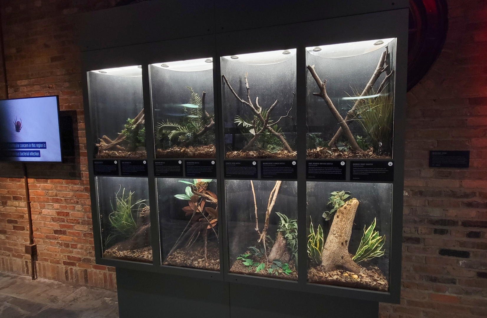 Oct. 2021 - Museum of Science - Arthropods - Beetles Exhibits