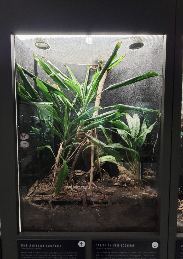 Oct. 2021 - Museum of Science - Arthropods - Brazilian Black Tarantula Exhibit