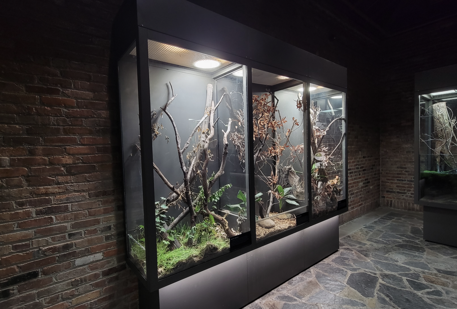 Oct. 2021 - Museum of Science - Arthropods - Chinese Mantis + Grass Spider Exhibits