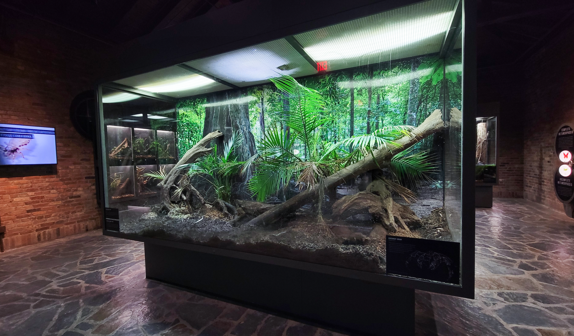 Oct. 2021 - Museum of Science - Arthropods - Coconut Crab Exhibit