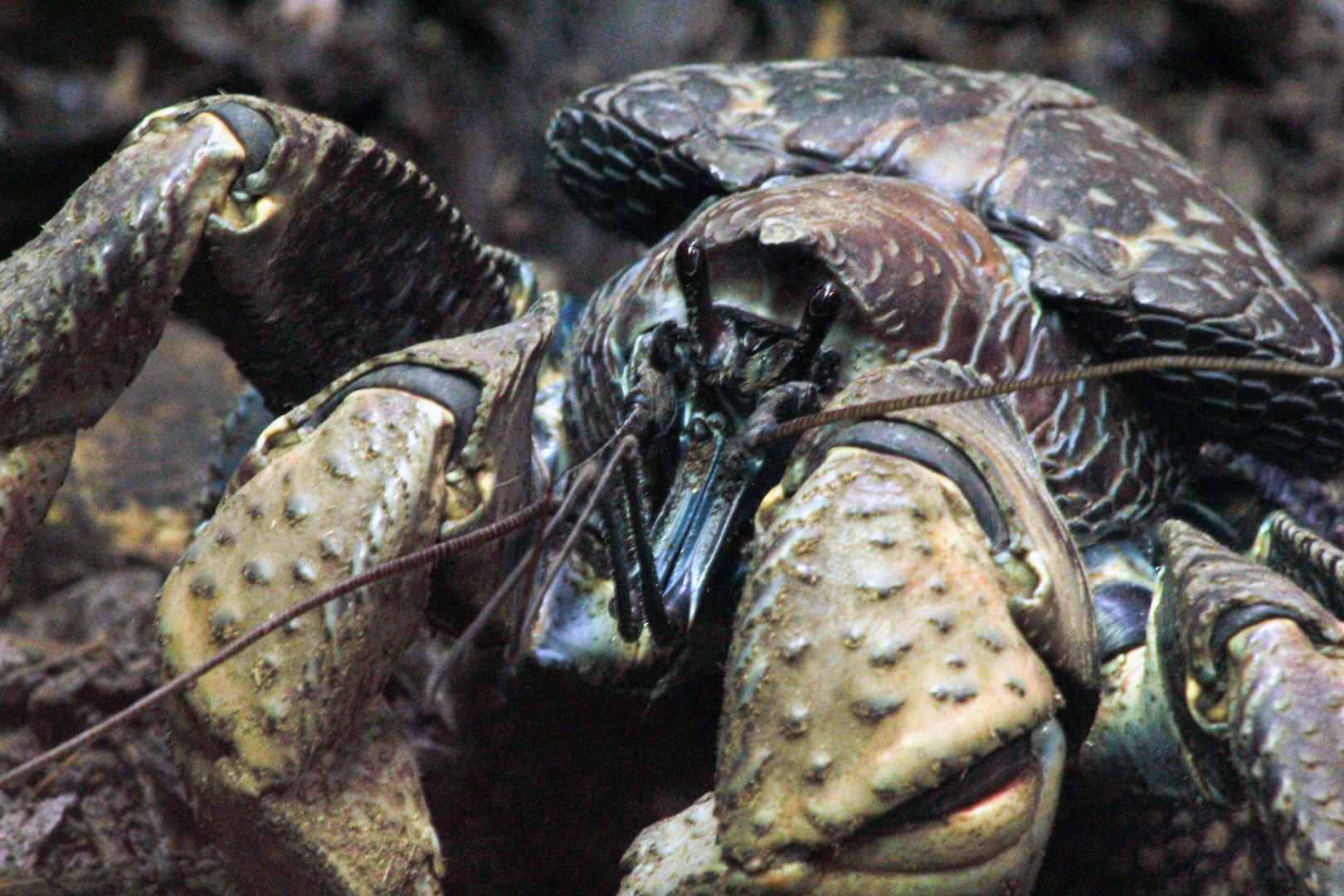 Oct. 2021 - Museum of Science - Arthropods - Coconut Crab