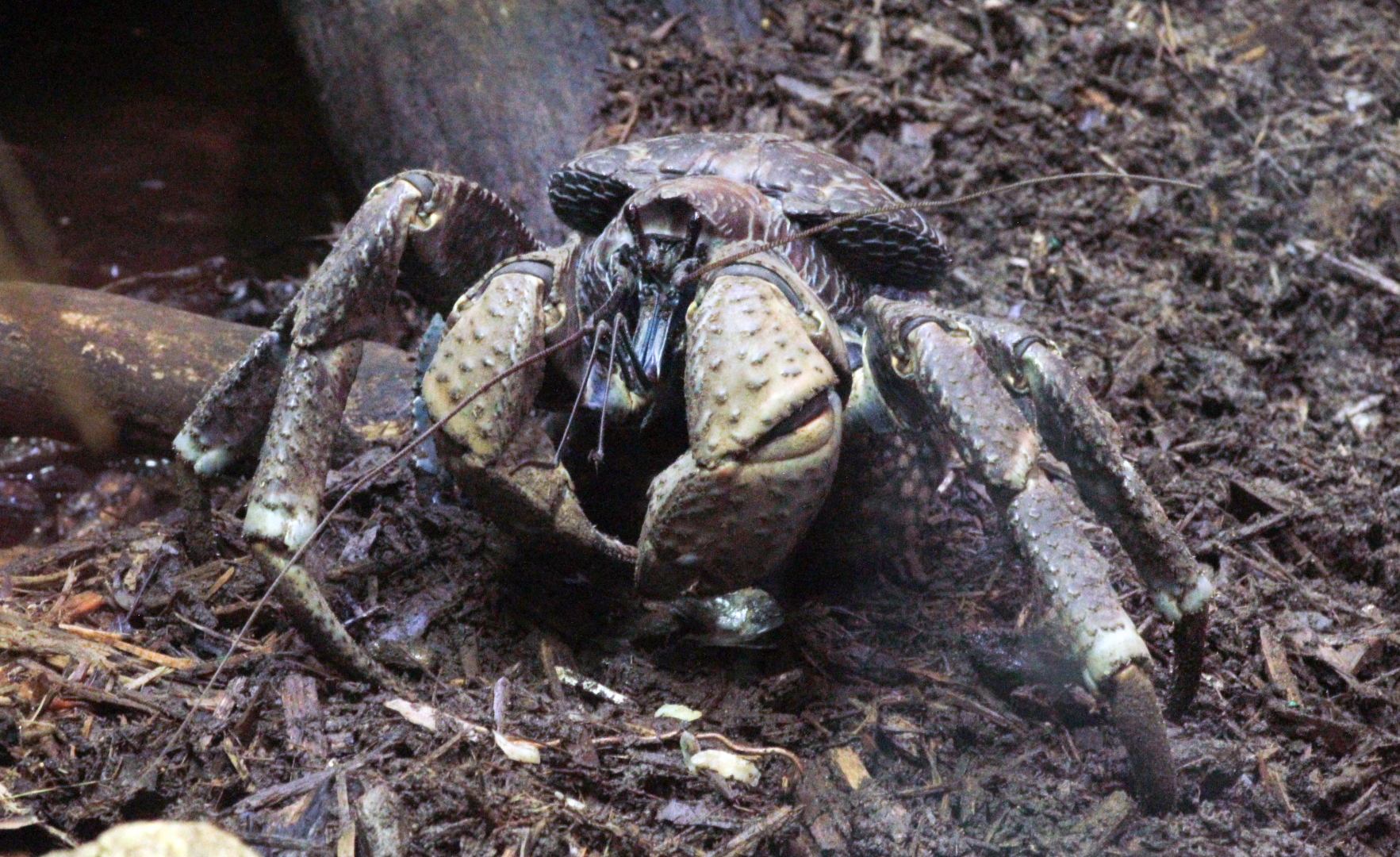 Oct. 2021 - Museum of Science - Arthropods - Coconut Crab