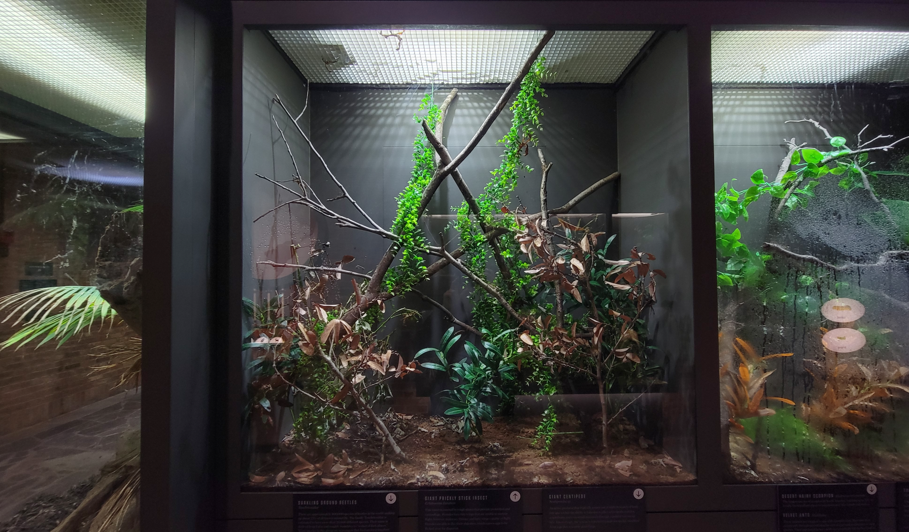 Oct. 2021 - Museum of Science - Arthropods - Giant Prickly Stick Insect Exhibit