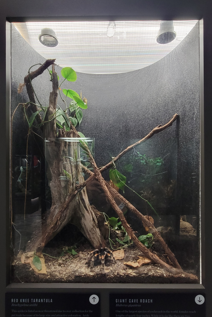 Oct. 2021 - Museum of Science - Arthropods - Mexican Redknee Tarantula Exhibit
