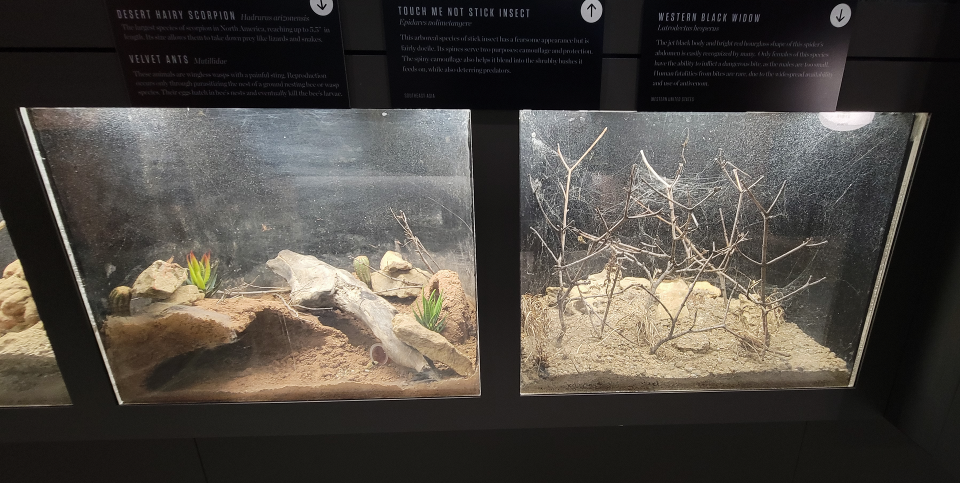 Oct. 2021 - Museum of Science - Arthropods - Velvet Ant/Desert Hairy Scorpion + Western Black Widow Exhibits