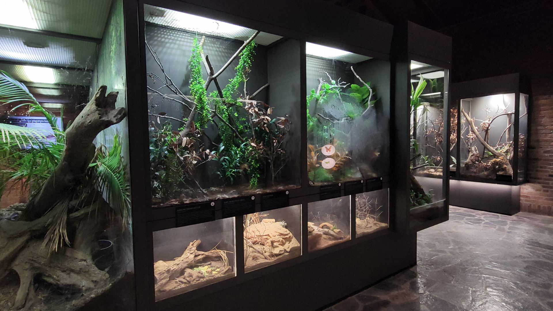 Oct. 2021 - Museum of Science - Arthropods - Walking Stick + Widow Exhibits