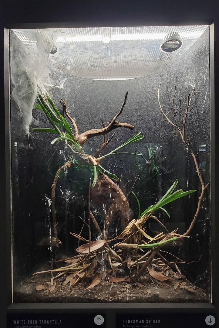 Oct. 2021 - Museum of Science - Arthropods - White-toed Tarantula Exhibit
