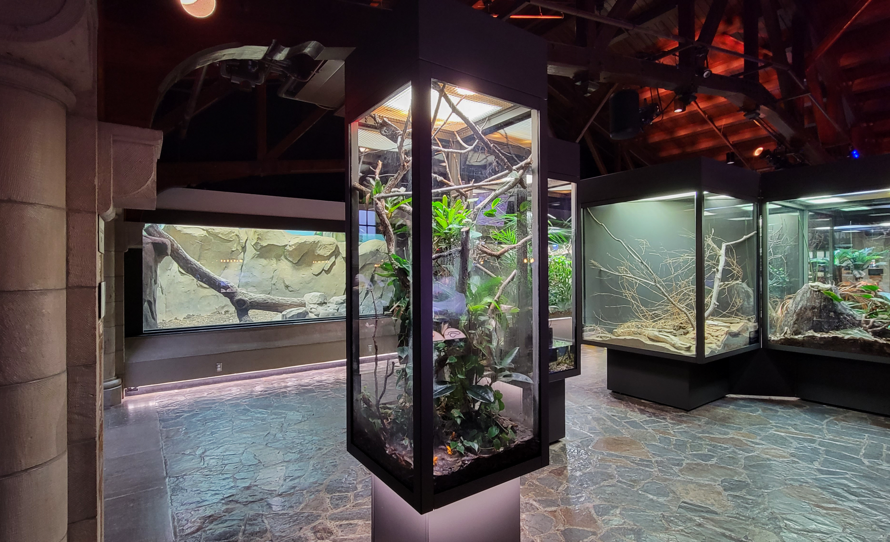 Oct. 2021 - Museum of Science - Hall of Venom - Amazon Tree Boa, Golden Poison Dart Frog Exhibit