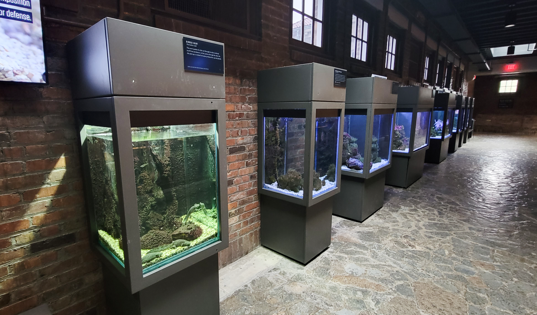 Oct. 2021 - Museum of Science - Hall of Venom - Aquatic Tanks