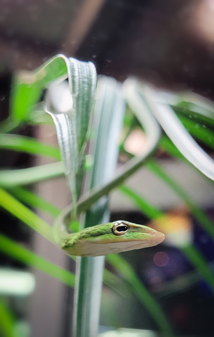 Oct. 2021 - Museum of Science - Hall of Venom - Burmese Vine Snake