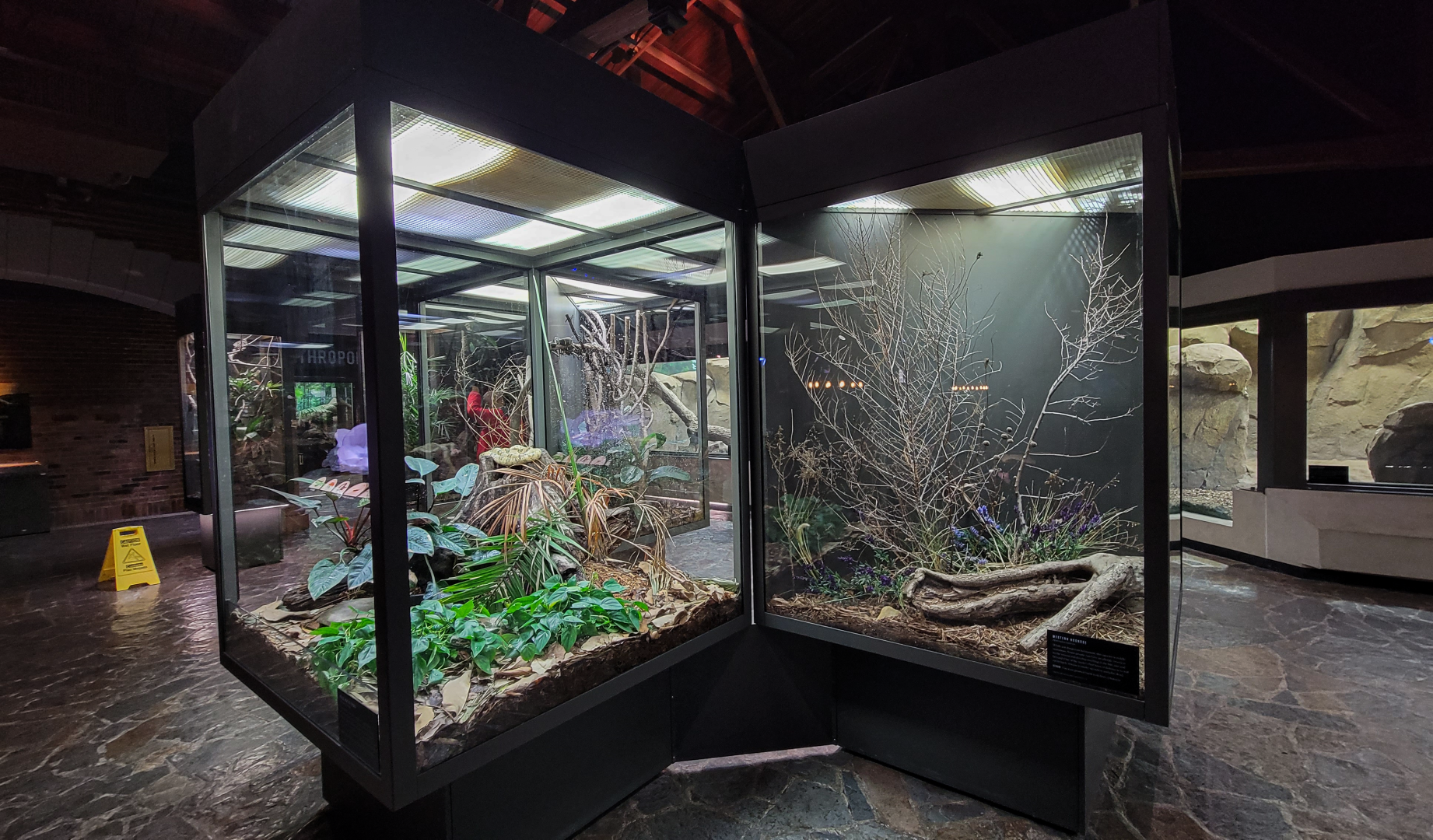 Oct. 2021 - Museum of Science - Hall of Venom - False Water Cobra + Western Hognose Exhibits