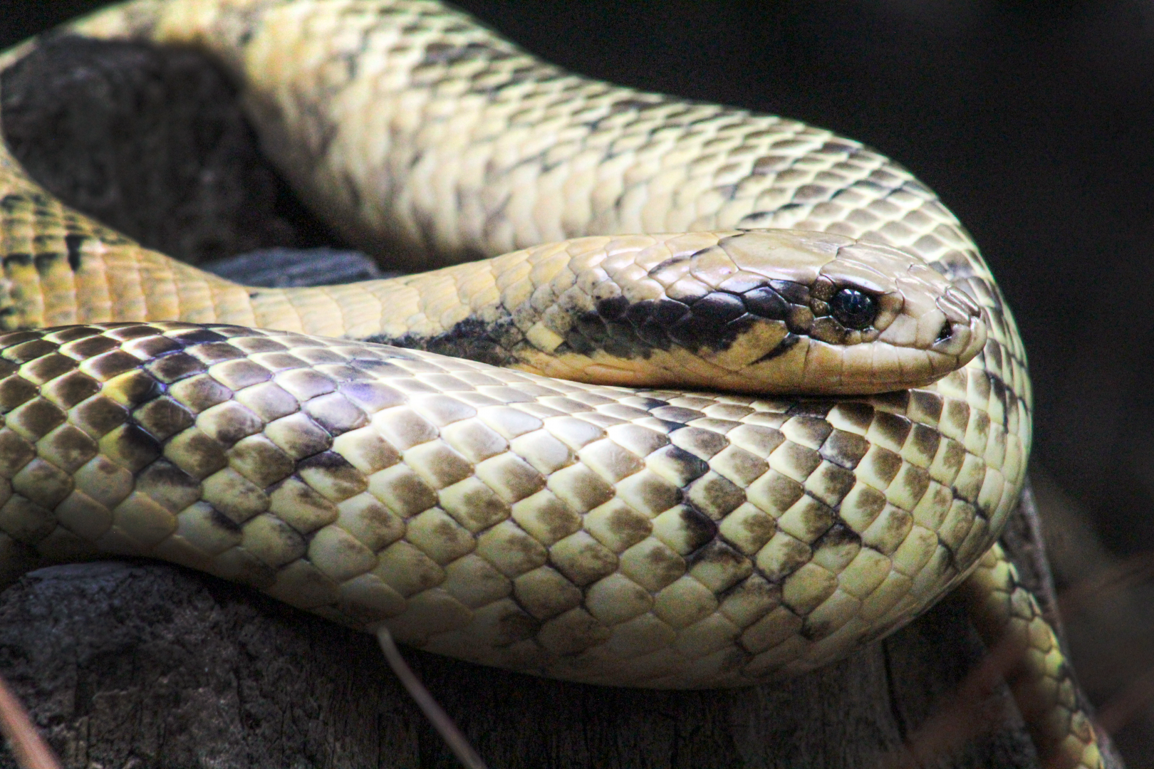 Oct. 2021 - Museum of Science - Hall of Venom - False Water Cobra
