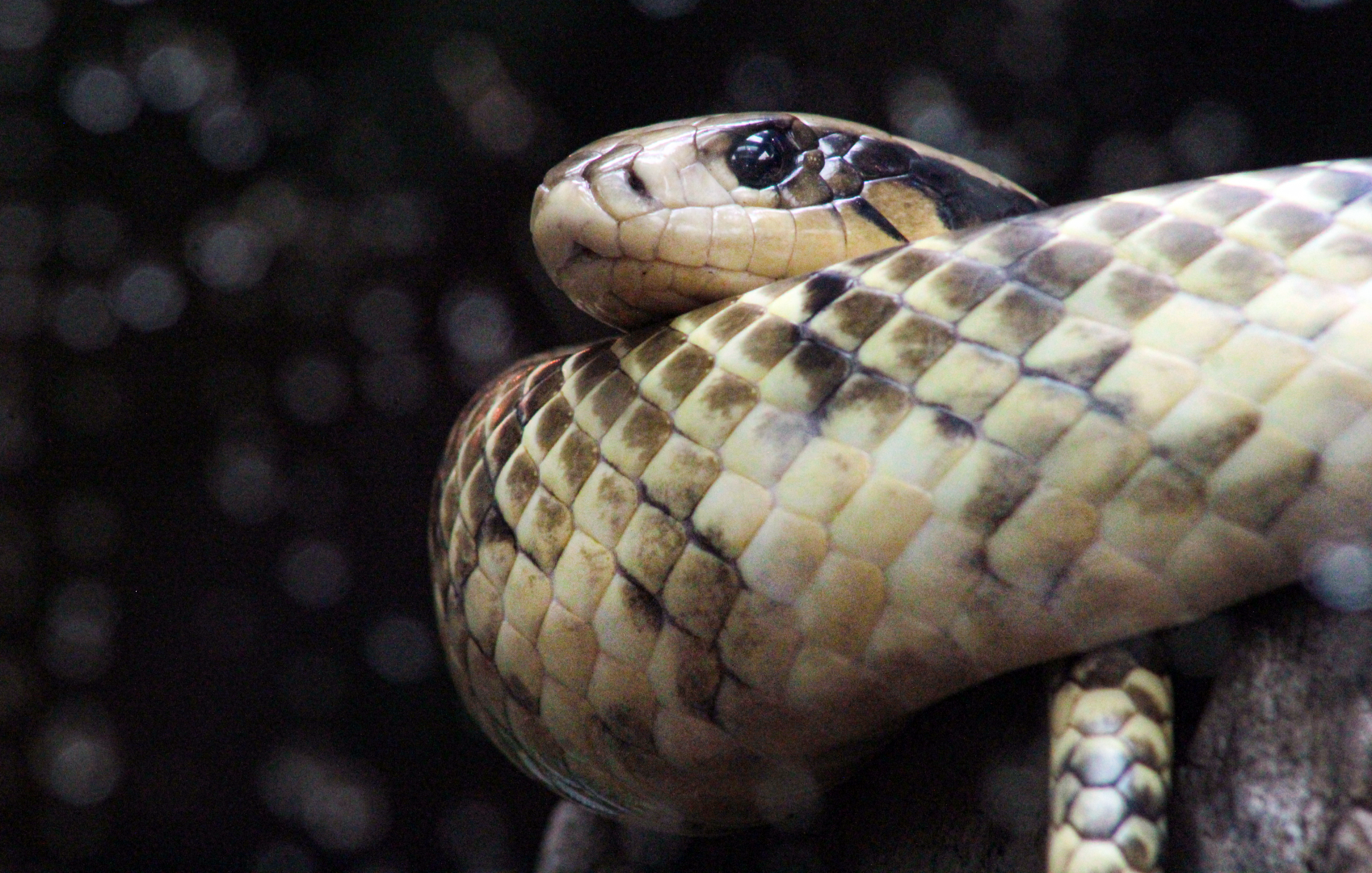 Oct. 2021 - Museum of Science - Hall of Venom - False Water Cobra