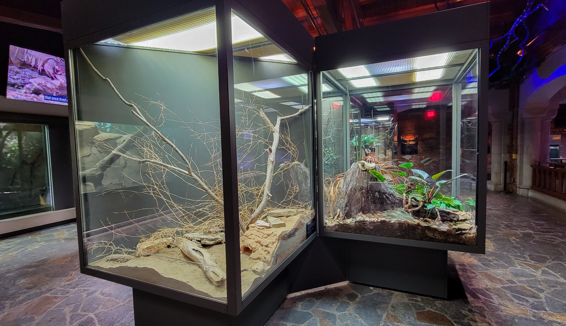 Oct. 2021 - Museum of Science - Hall of Venom - Gila Monster + False Water Cobra Exhibits