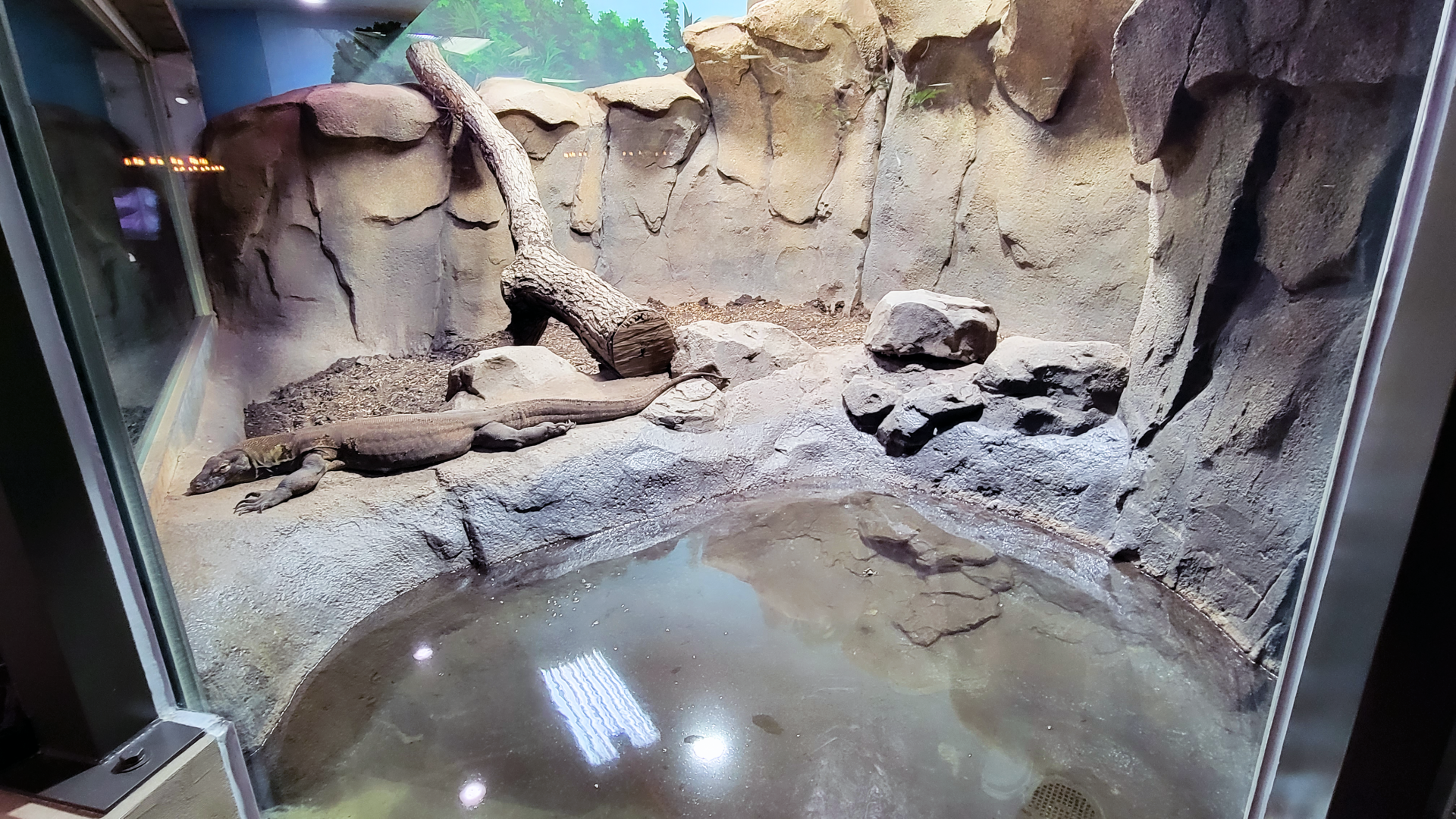 Oct. 2021 - Museum of Science - Hall of Venom - Komodo Dragon Left Exhibit
