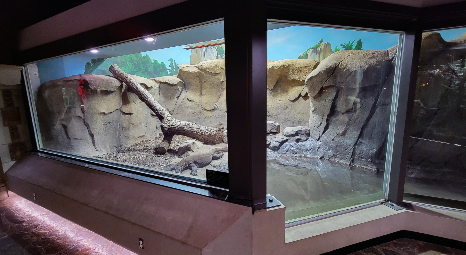 Oct. 2021 - Museum of Science - Hall of Venom - Komodo Dragon Left Exhibit