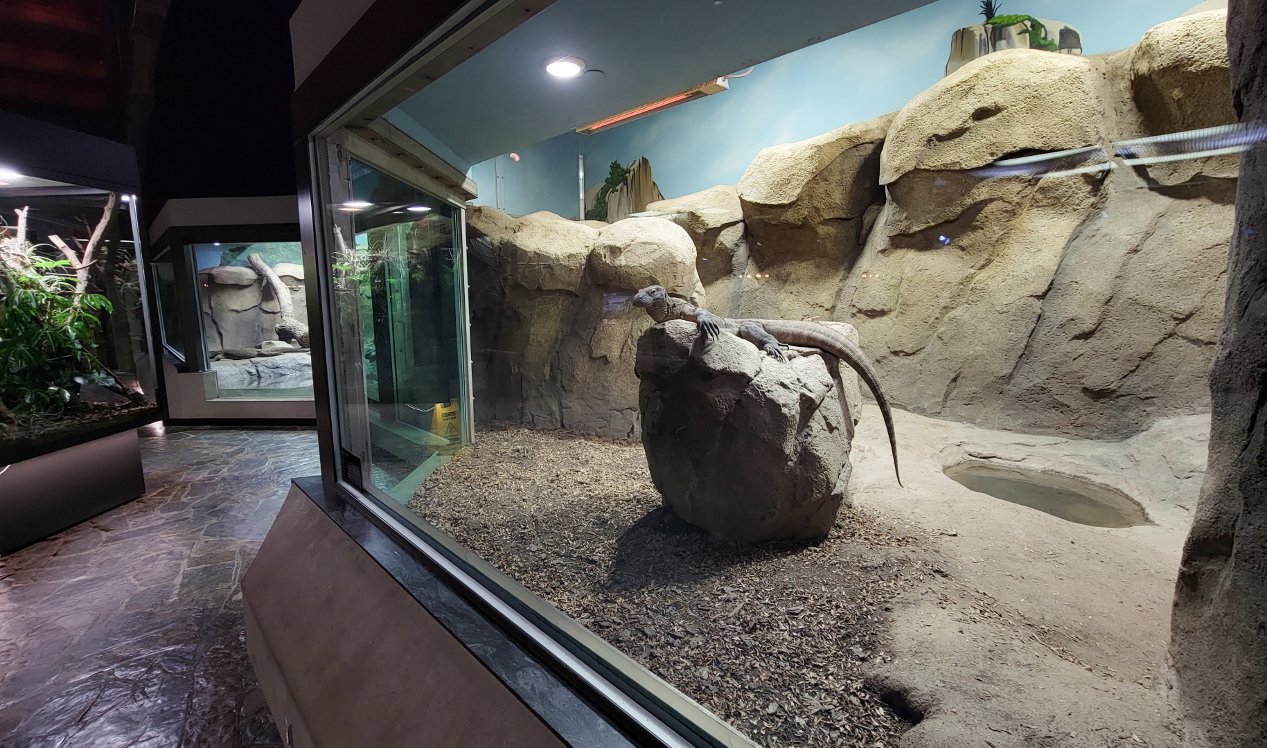 Oct. 2021 - Museum of Science - Hall of Venom - Komodo Dragon Right Exhibit