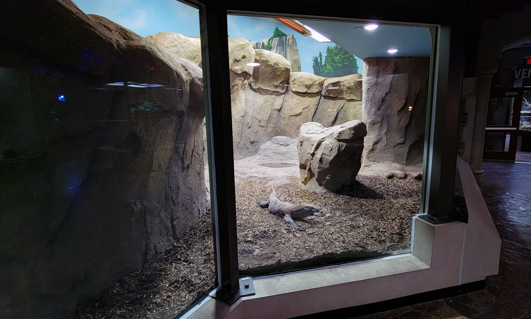Oct. 2021 - Museum of Science - Hall of Venom - Komodo Dragon Right Exhibit