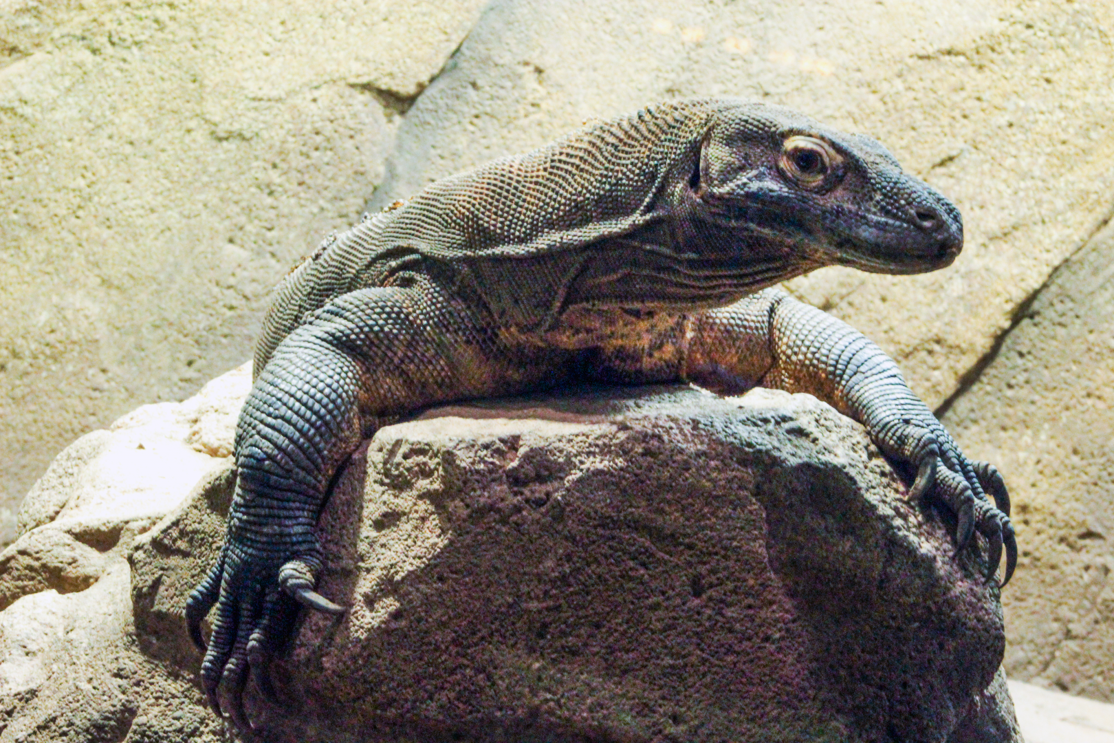 Oct. 2021 - Museum of Science - Hall of Venom - Komodo Dragon
