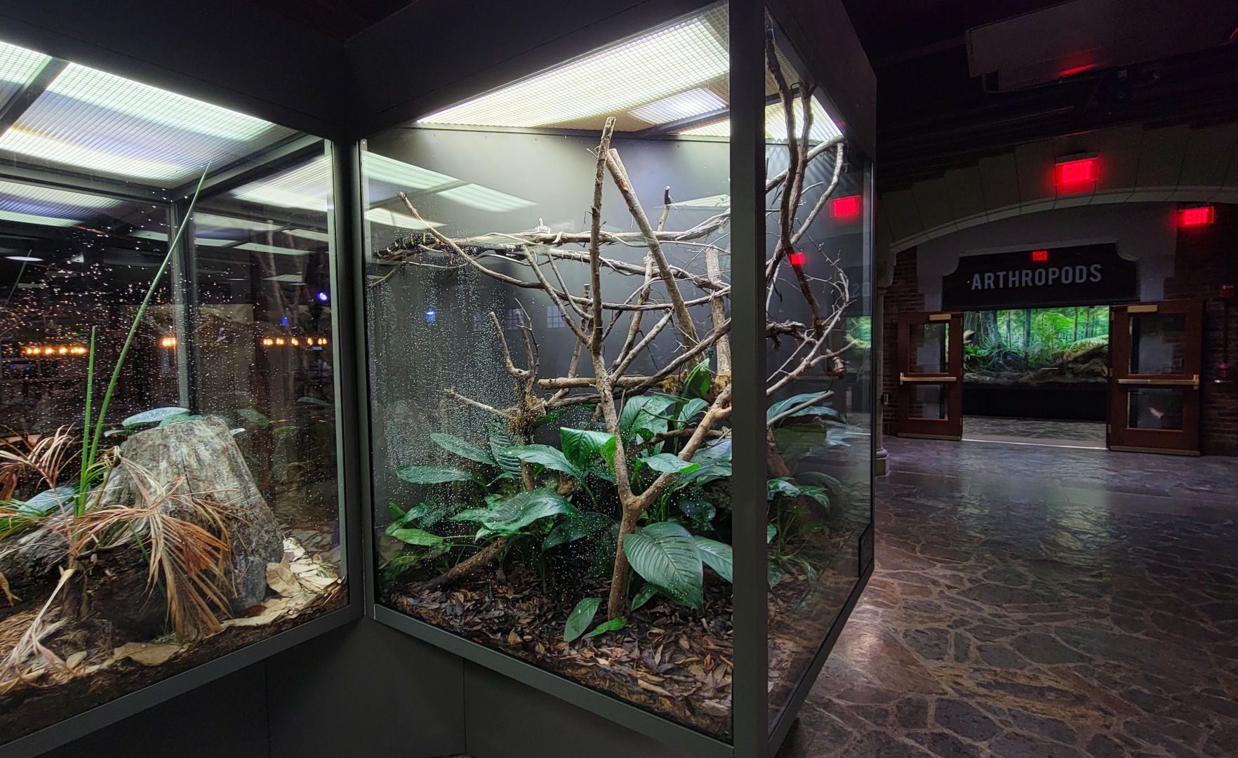 Oct. 2021 - Museum of Science - Hall of Venom - Mangrove Snake Exhibit