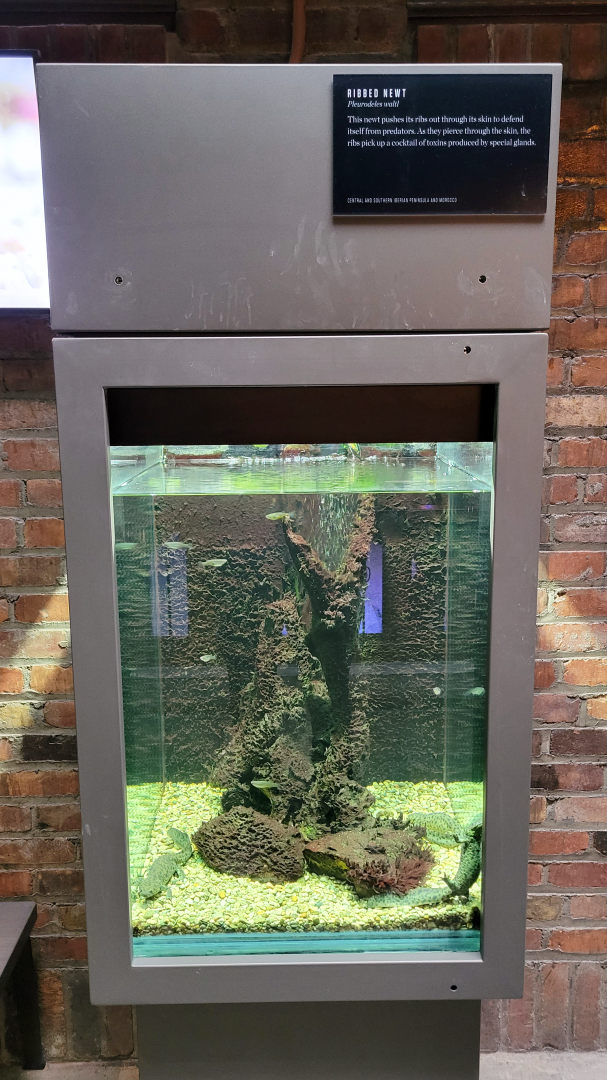 Oct. 2021 - Museum of Science - Hall of Venom - Ribbed Newt Exhibit