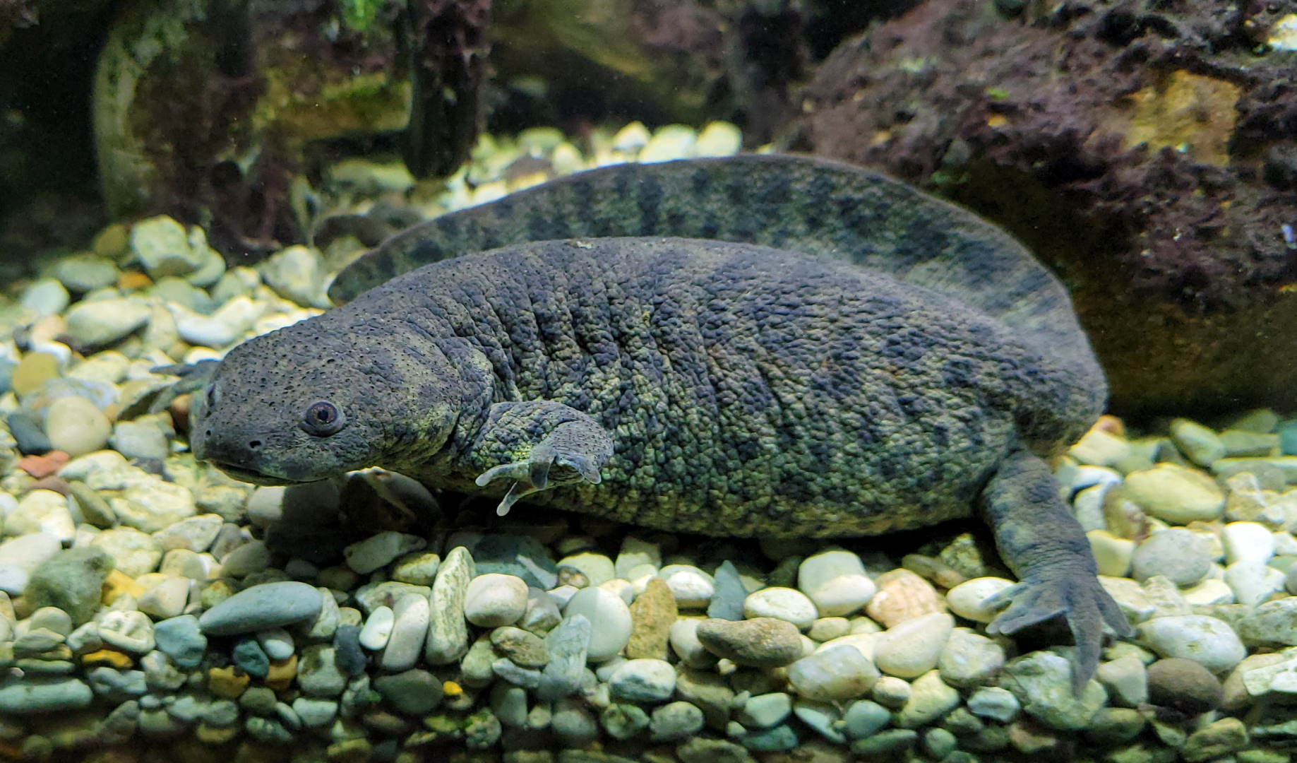 Oct. 2021 - Museum of Science - Hall of Venom - Ribbed Newt