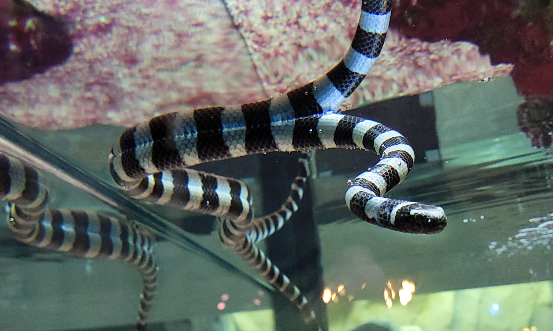 Oct. 2021 - Museum of Science - Hall of Venom - Yellow-lipped Sea Krait