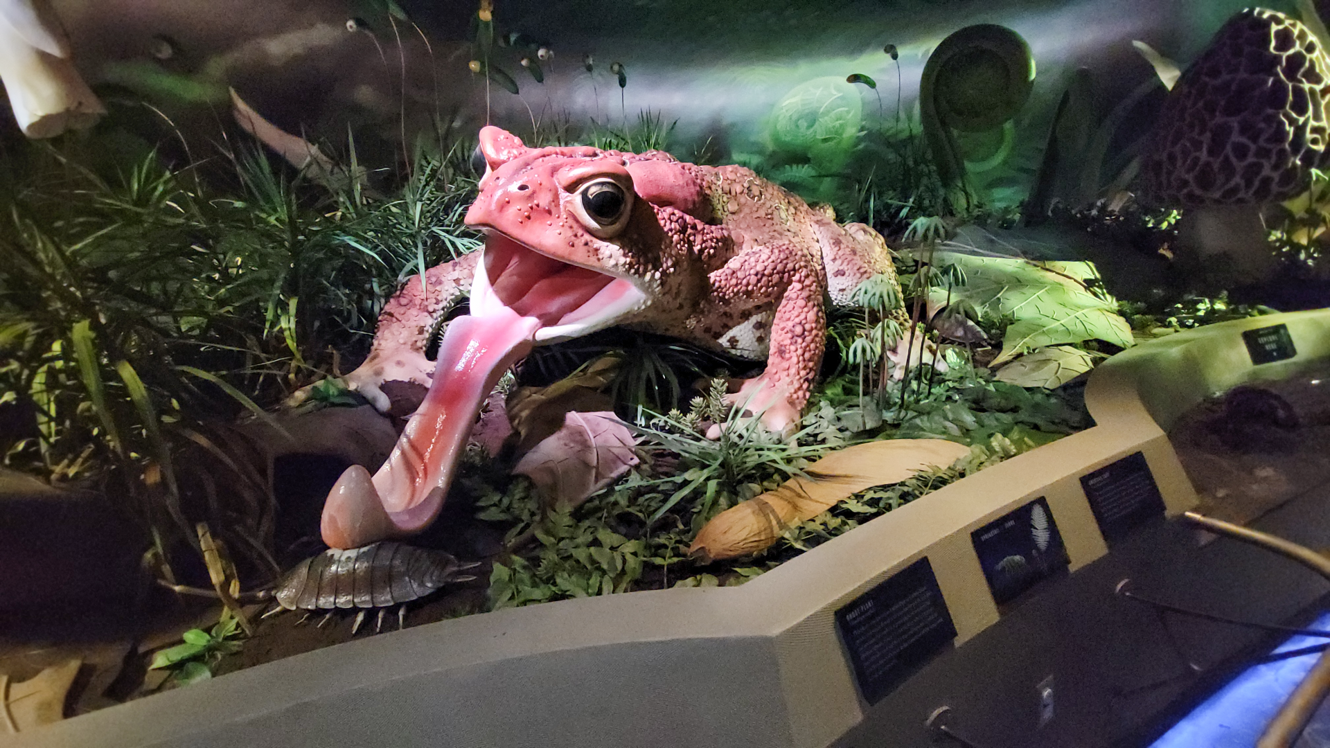 Oct. 2021 - Museum of Science - Oak Forest - American Toad Display