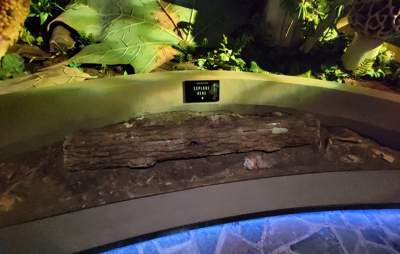 Oct. 2021 - Museum of Science - Oak Forest - American Toad Exhibit