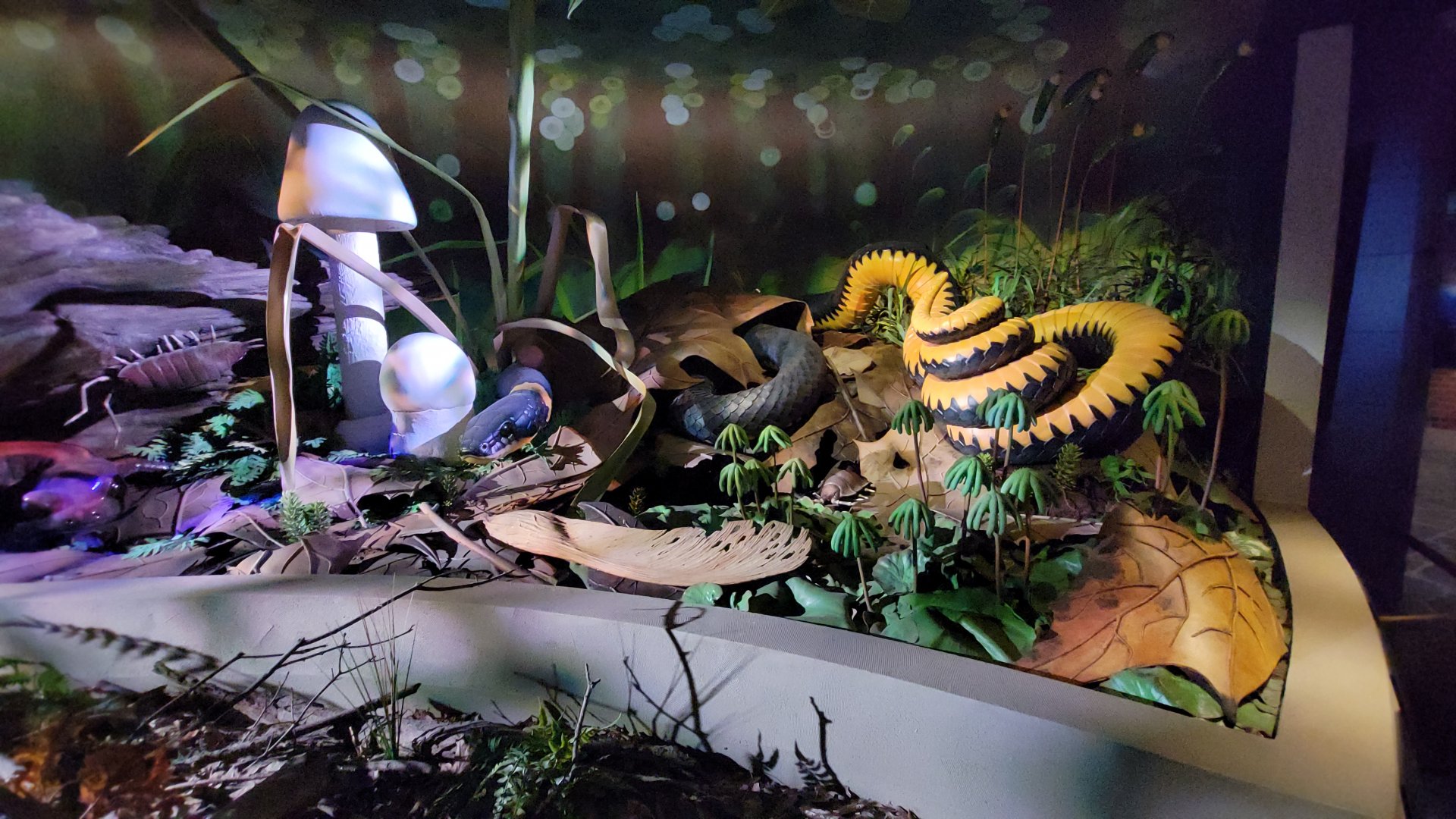 Oct. 2021 - Museum of Science - Oak Forest - Ring-necked Snake Display