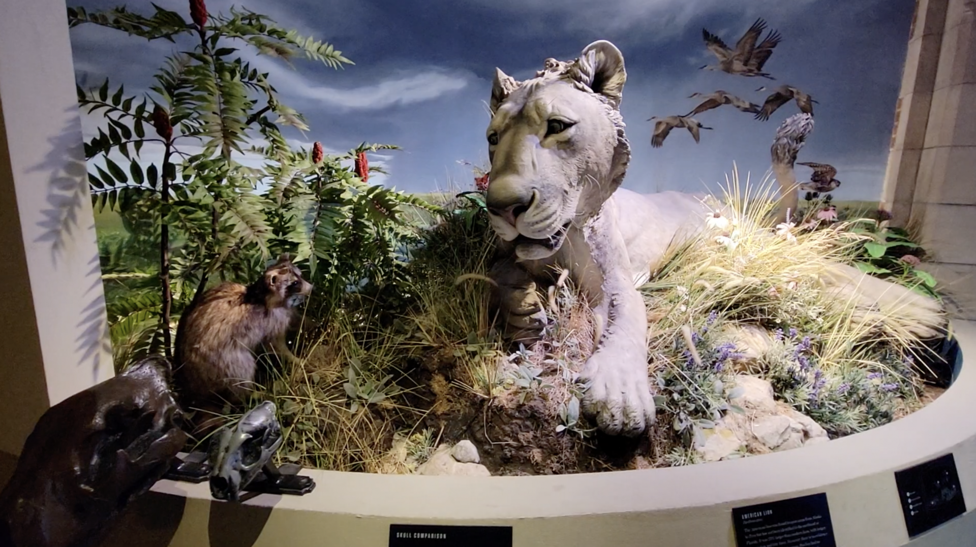 Oct. 2021 - Museum of Science - Ohio: After the Ice: American Lion Display
