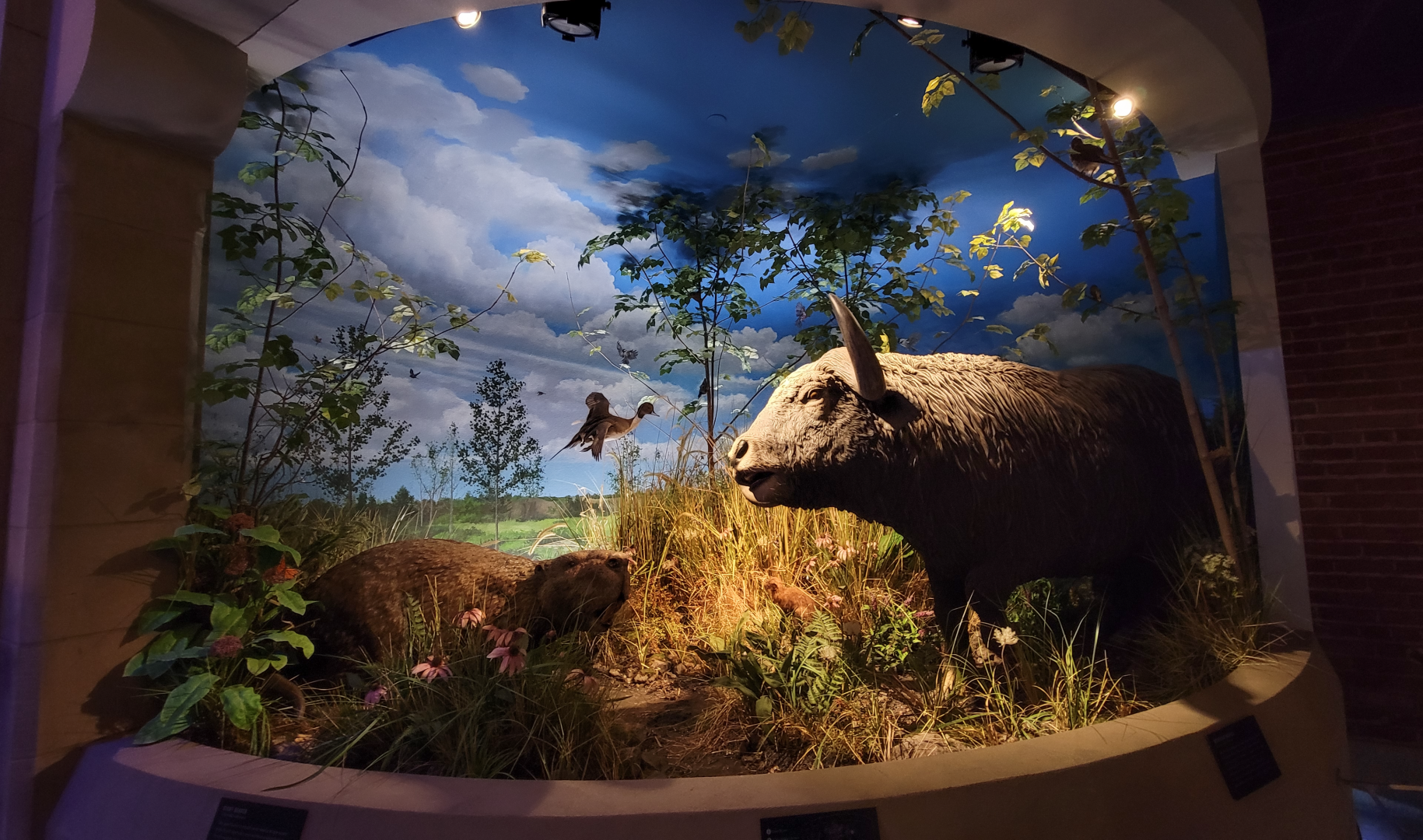 Oct. 2021 - Museum of Science - Ohio: After the Ice - Giant Beaver + Others Display
