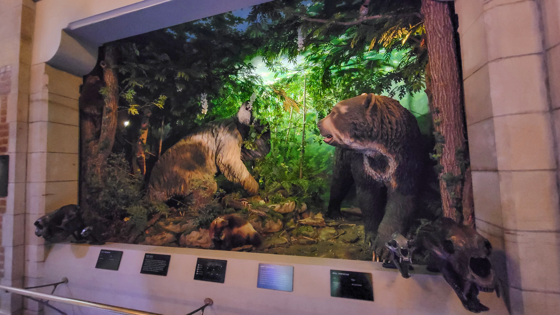 Oct. 2021 - Museum of Science - Ohio: After the Ice - Short-faced Bear + Giant Sloth Display