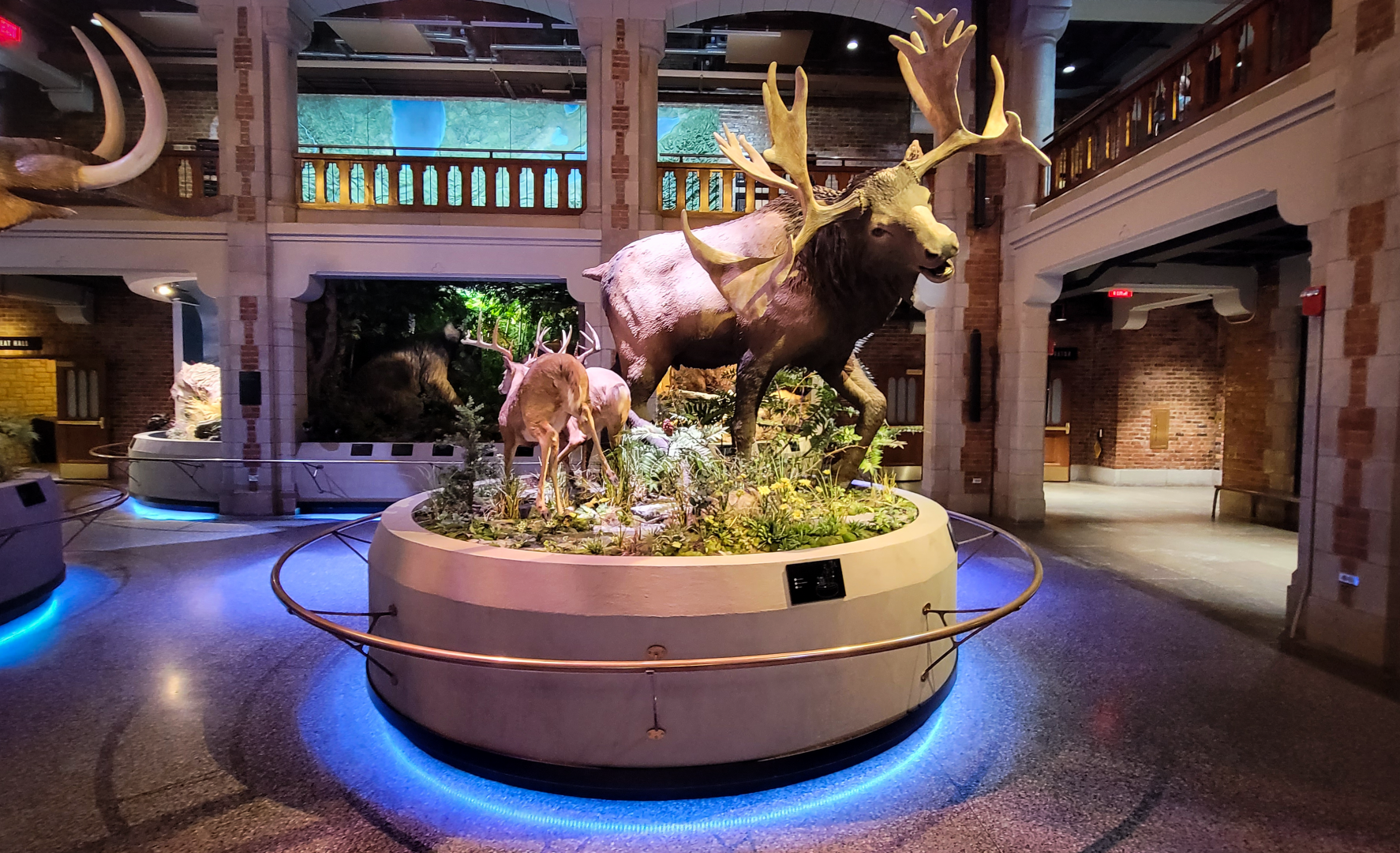 Oct. 2021 - Museum of Science - Ohio: After the Ice - Stag Moose Display