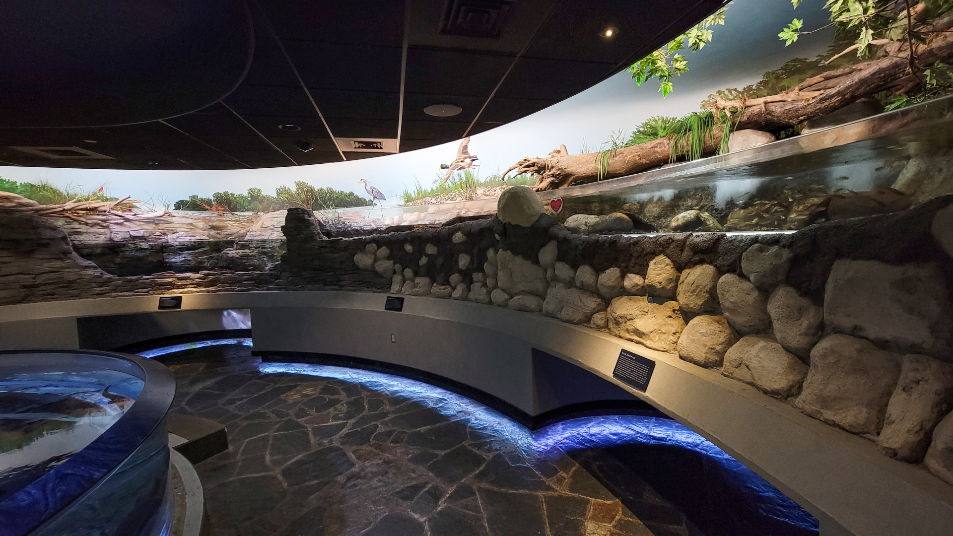 Oct. 2021 - Museum of Science - Rivers & Streams - Hellbender Exhibit